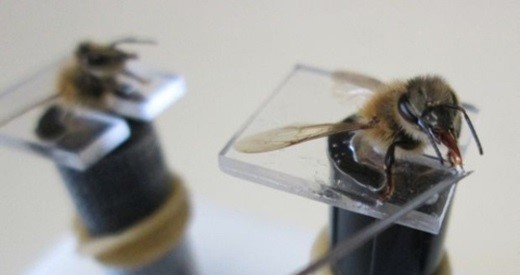 جنگافزارهای حشرهشناسی