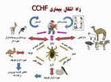 راههای انتقال بیماری تب کریمه کنگو  